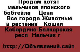 Продам котят мальчиков японского бобтейла. › Цена ­ 30 000 - Все города Животные и растения » Кошки   . Кабардино-Балкарская респ.,Нальчик г.